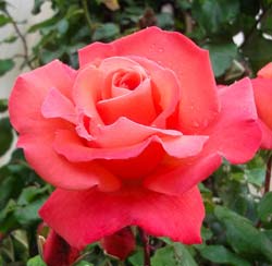 Rose 'Christophe Colomb'